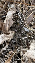 Cirsium acaule esculentum