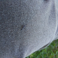 Phlaeothripidae