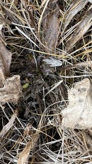 Cirsium acaule esculentum