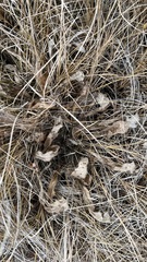 Cirsium acaule esculentum