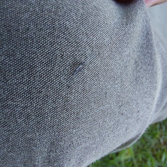 Phlaeothripidae