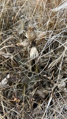 Cirsium acaule esculentum