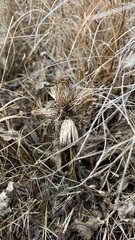 Cirsium acaule esculentum