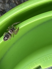 Opisthoncus sexmaculatus