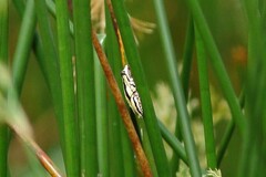 Hyperolius marmoratus taeniatus