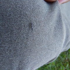 Phlaeothripidae