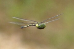 Anax tristis