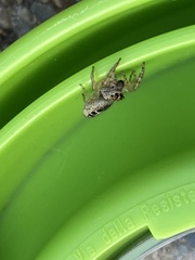 Opisthoncus sexmaculatus