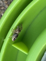 Opisthoncus sexmaculatus