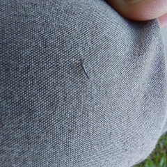 Phlaeothripidae