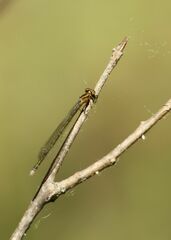 Coenagrion johanssoni