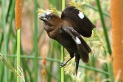 Amblyospiza albifrons