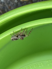 Opisthoncus sexmaculatus