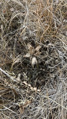 Cirsium acaule esculentum