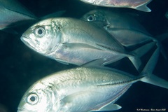 Caranx sexfasciatus
