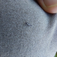 Phlaeothripidae