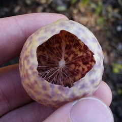 Andricus vacciniifoliae