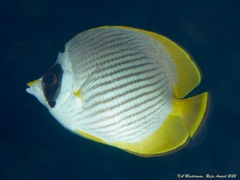 Chaetodon adiergastos