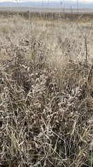 Thermopsis lanceolata