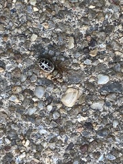 Opisthoncus sexmaculatus