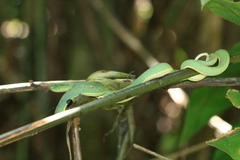Bothrops bilineatus