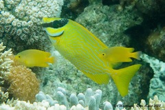 Siganus puellus