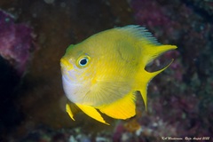 Amblyglyphidodon aureus