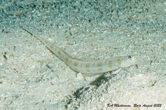 Trichonotus