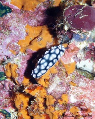 Phyllidiidae