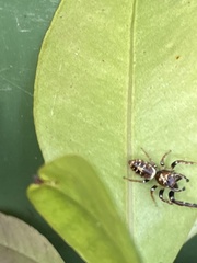 Opisthoncus sexmaculatus