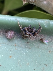 Opisthoncus sexmaculatus