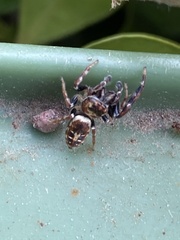 Opisthoncus sexmaculatus