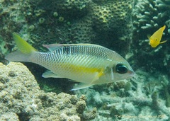 Scolopsis margaritifera