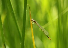 Coenagrion johanssoni