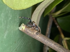 Opisthoncus sexmaculatus