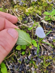 Jovellana sinclairii