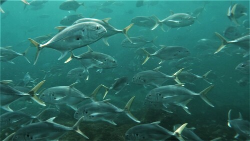 Pacific Crevalle Jack