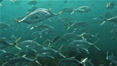 Pacific Crevalle Jack photo 5