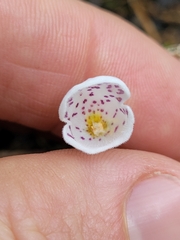 Jovellana sinclairii