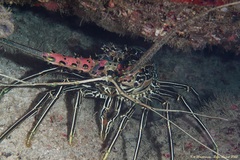 Panulirus versicolor