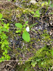 Jovellana sinclairii