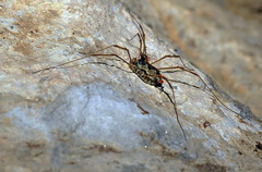 Megabunus diadema
