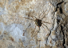 Megabunus diadema
