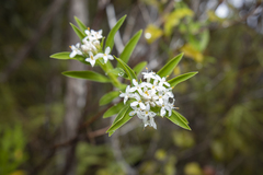 Pimelea longifolia