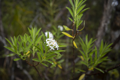 Pimelea longifolia