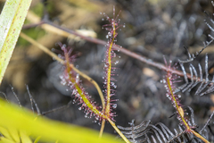 Drosera binata