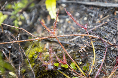 Drosera binata