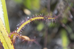 Drosera binata