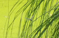 Aeshna palmata