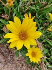 Gazania rigens